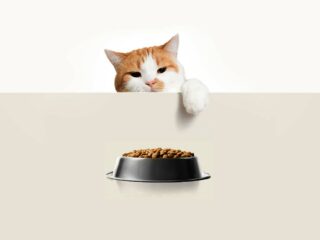 Ma Croquette à Moi
